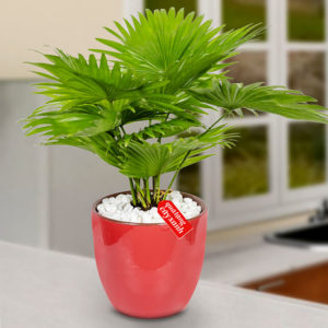 Cây Xanh Phong Thủy Trang Trí mẫu sô 1